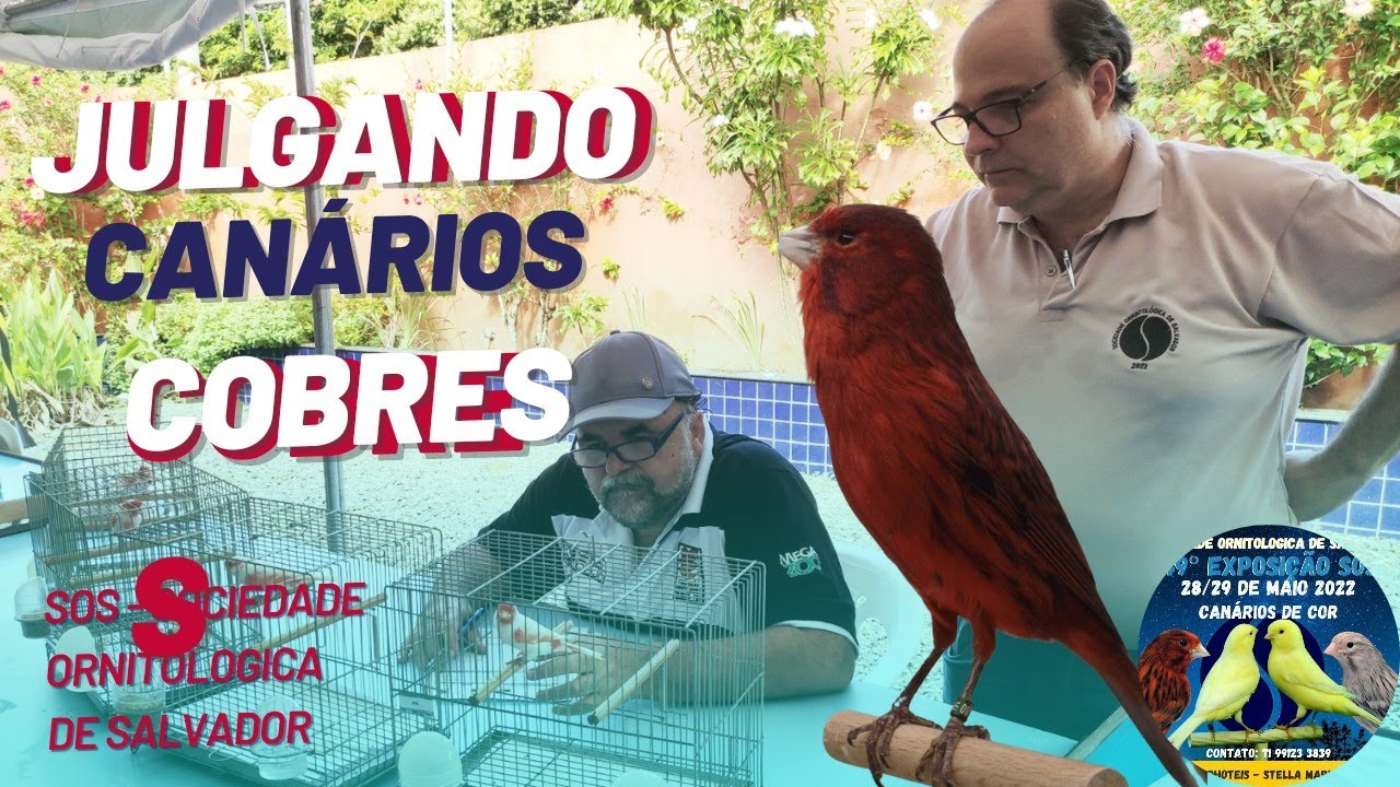 Julgamento Canários Cobres - Canários FOB