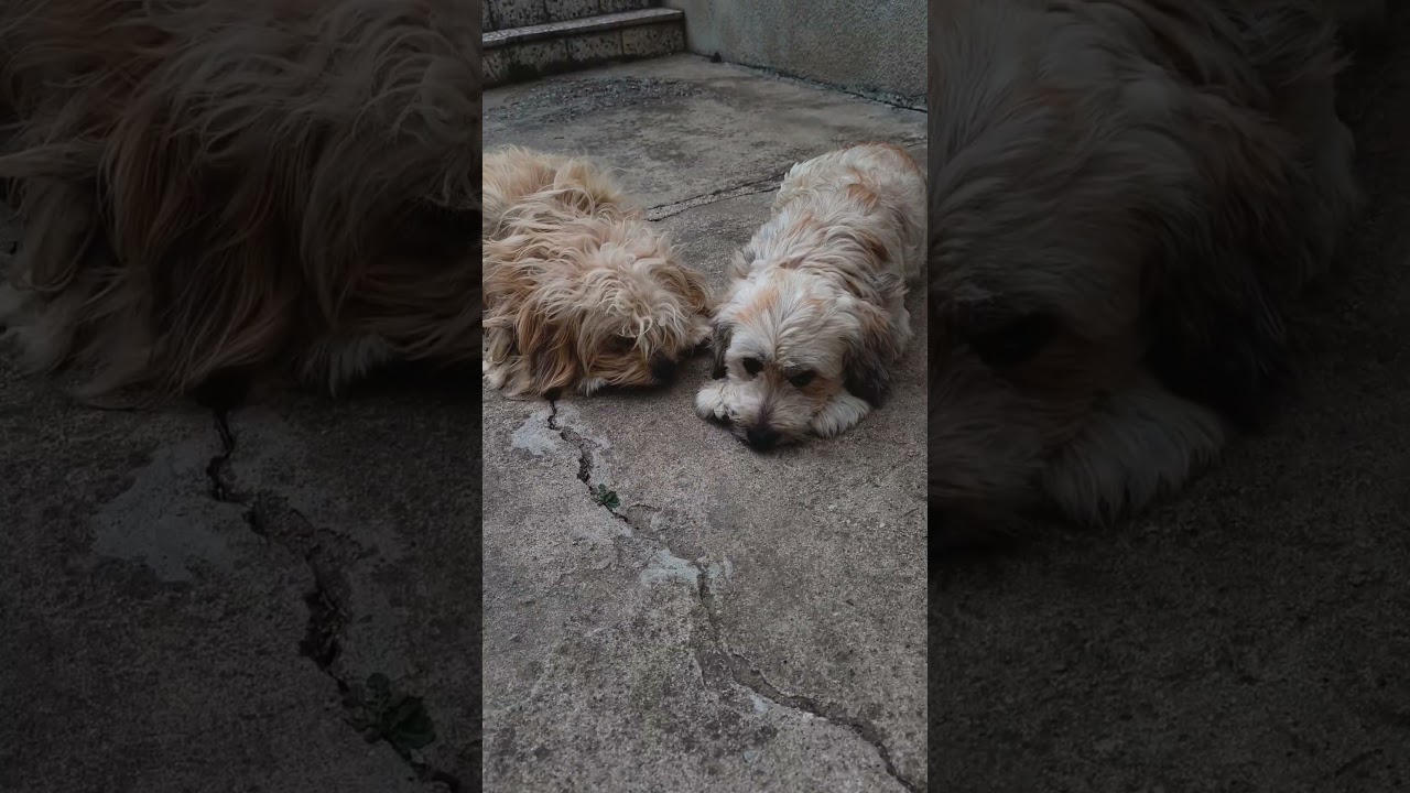 my dog's Trta I Rocky
