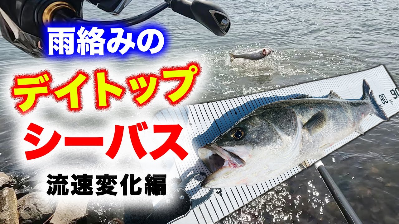 雨絡みのデイトップシーバス！ - トップウォーターと流速変化編 - 東京湾奥シーバス
