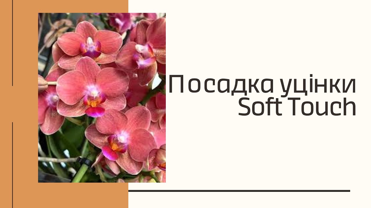 ЩО я зробила з її квітконосами?? Орхідея Soft touch. Перша посадка, обробка квітконосів