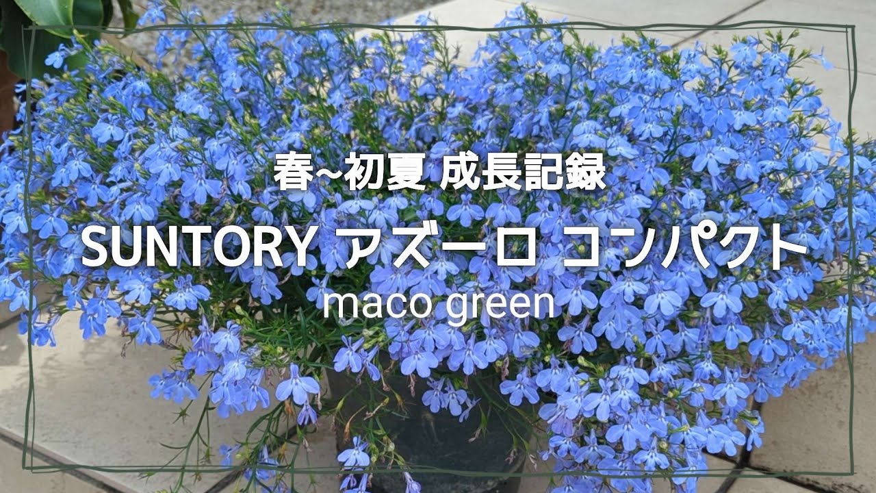 【成長記録】SUNTORYアズーロコンパクト育て方・育てやすいロベリアです