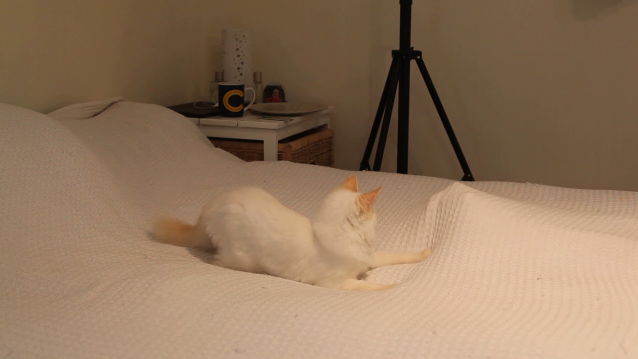My Flame-Point Ragdoll, Diesel as a Kitten