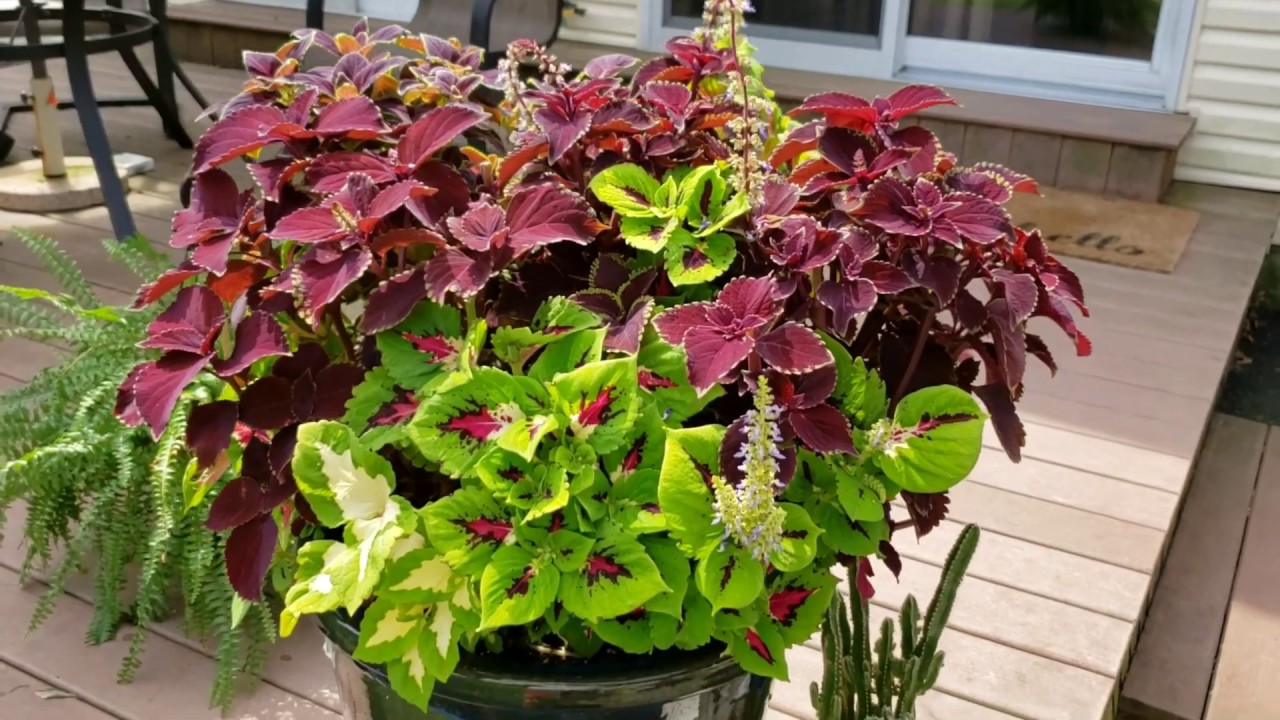 Coleus Seed Stalk TALK!! The How To, What ,Why , When  to's:  It's that time of the year.....ALREADY