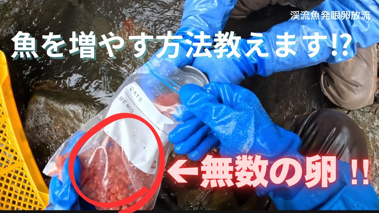 【無数の卵！】　魚を増やす方法教えます！！　　渓流魚発眼卵放流　　　　　　　　　　　　　　　　　　　※魚を増やす方法は色々あります、その一部を紹介します