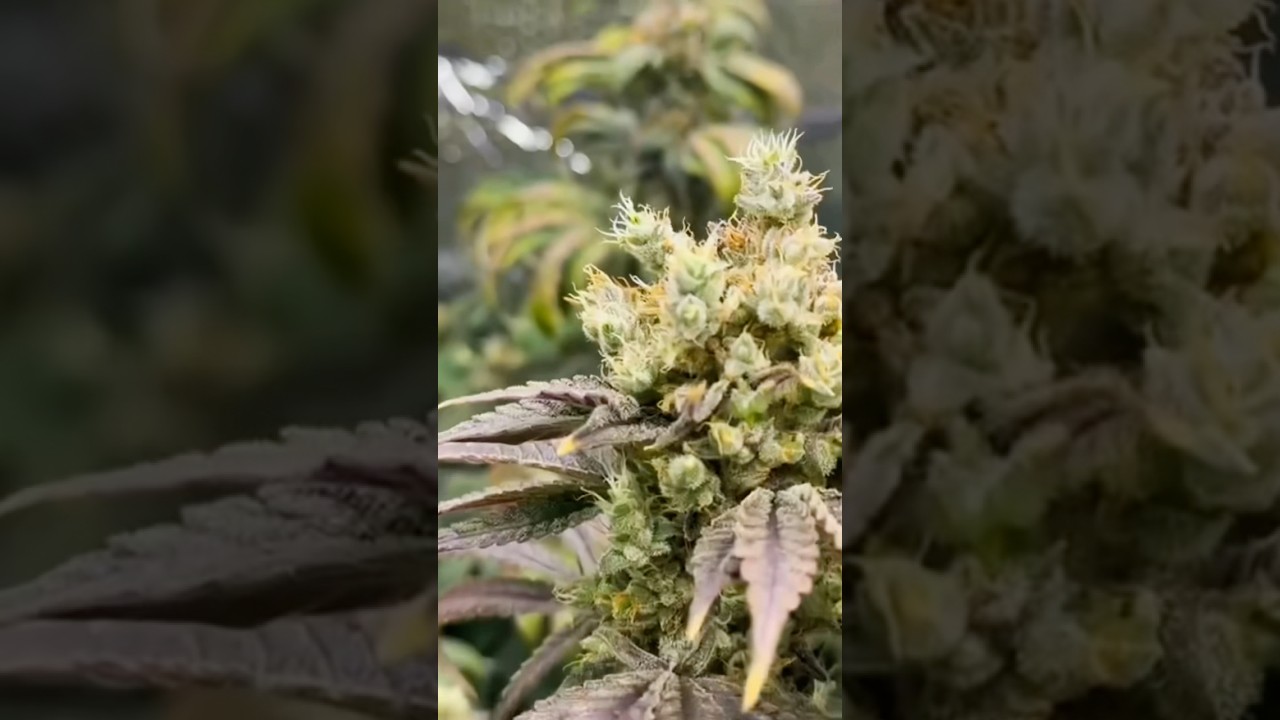 Week 17 harvest day ✂️ Trichomes hit the mark, fade came in perfect. Time to chop and level up. 💪🌱