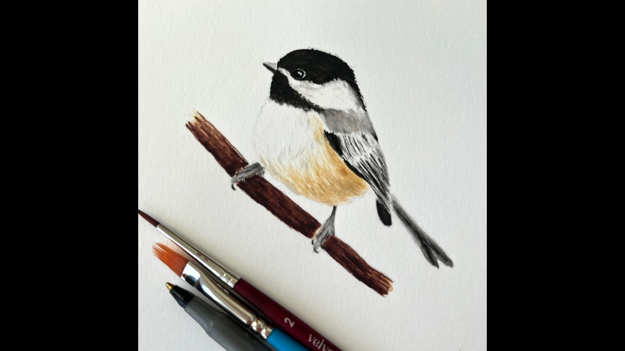 Black-capped Chickadee. How to Sketch & Paint a Black-capped Chickadee.