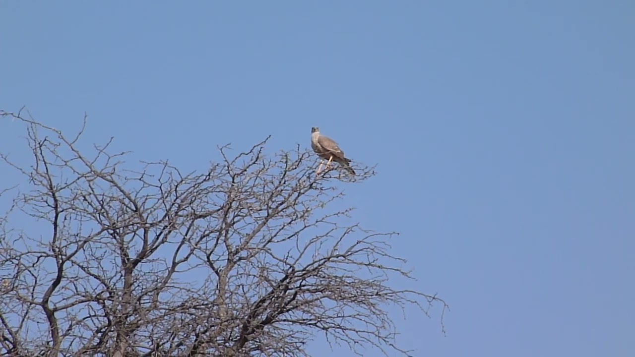 Pale Chanting Goshawk, Melierax c. canorus, immature, Kgaladi NP, South Africa, 5 Aug 2012 (2/2)