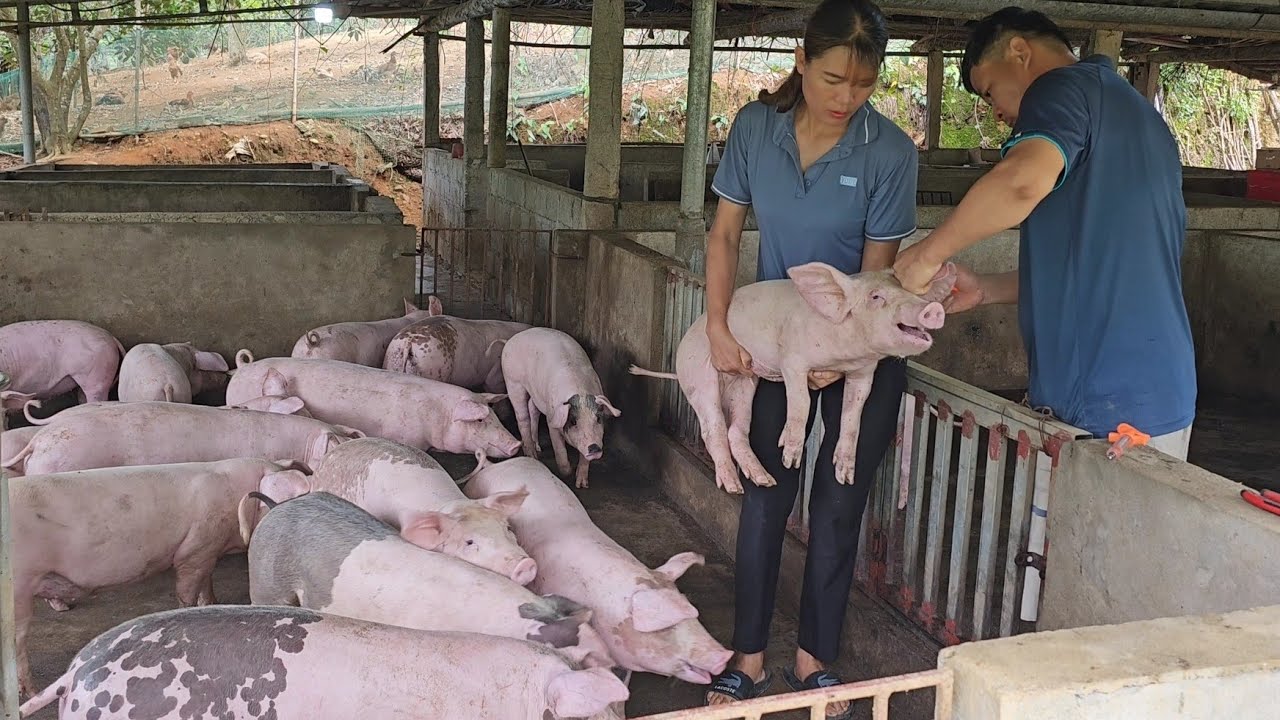 Harvest agricultural products to sell.  To have money to buy medicine for pigs. ( Episode 174 ).