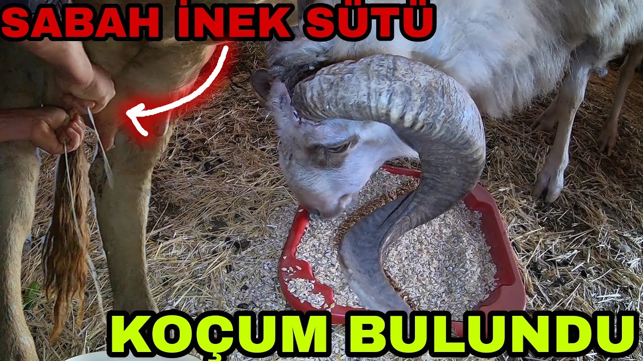 MÜJDE KOÇUM GELDİ HEMDE NASIL?SABAH İNEK İŞLERİ SAAT 05:30 KALK!!!