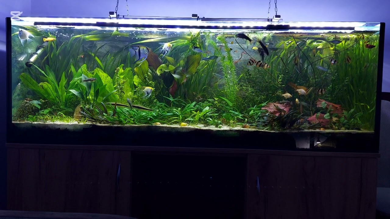 Jak ocet zmienia świat akwarysty?