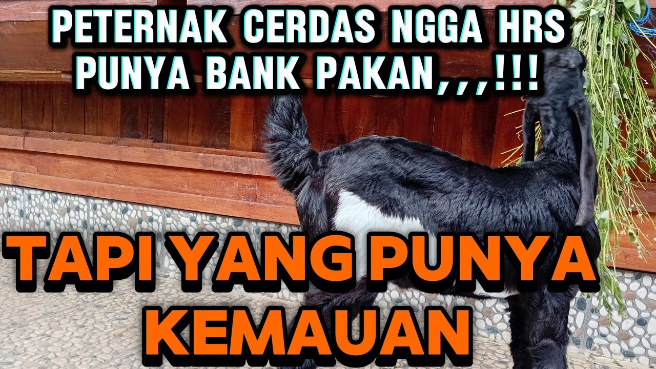 Peternak cerdass!!!goatfarming#farm#etawa#jawarandu