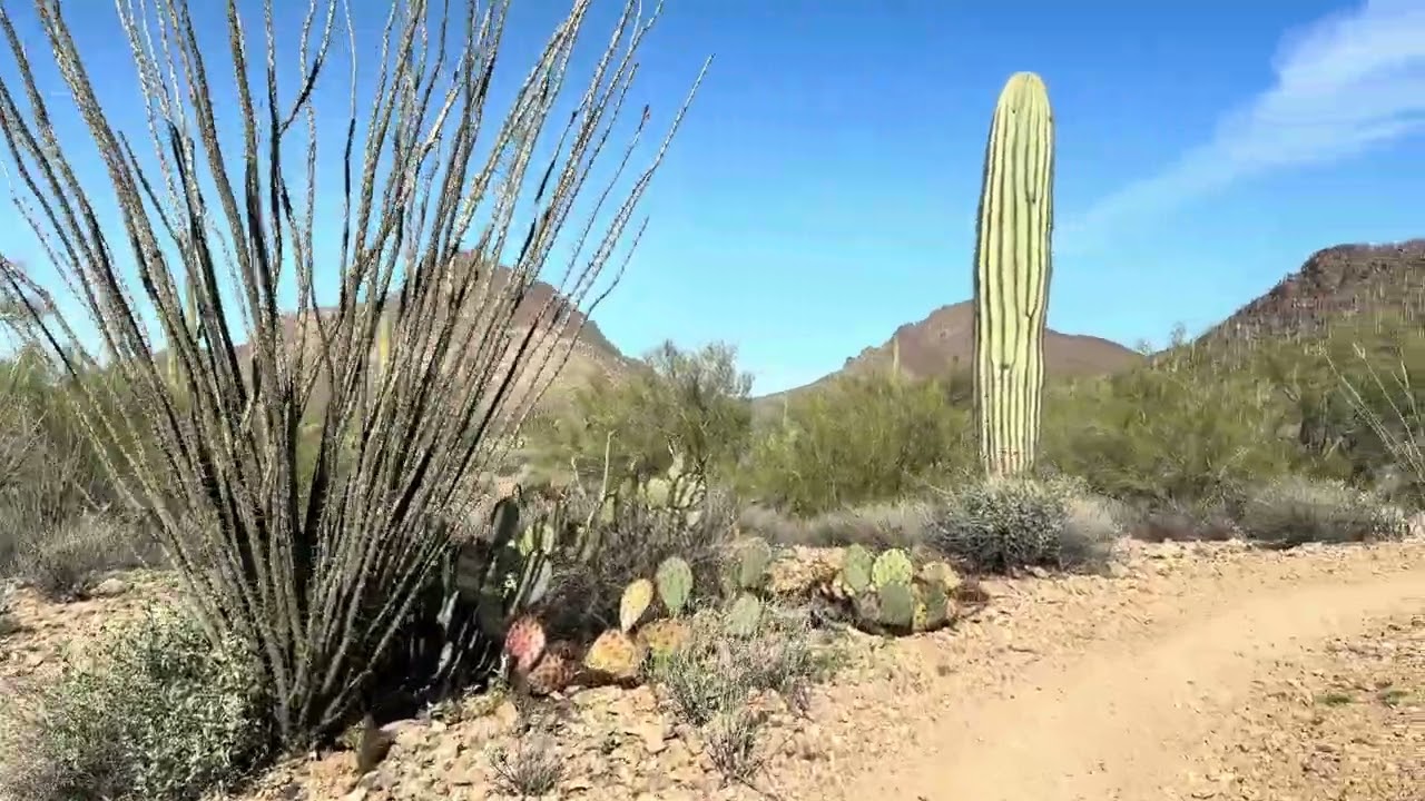Saguaro National Park West - Sarasota Trailhead