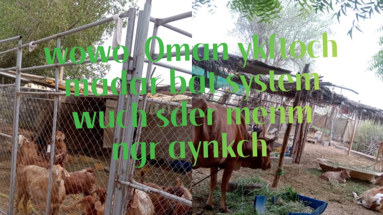 Oman 🇴🇲 ykftoch Madar wowo 🫶👍♥️