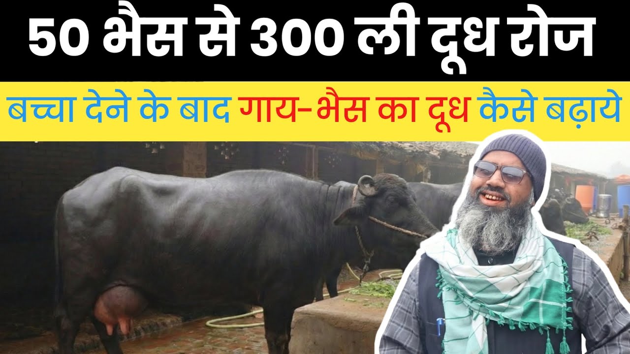 ₹3 लाख में 50 पशु का डेयरी फार्म | डेयरी फार्म शुरू करने व दूध बढ़ाने की पूरी जानकारी | Dairy Farming
