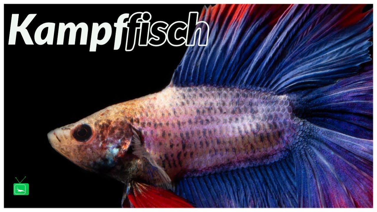 Betta Kampffisch - SIAMESISCHER  KAMPFFISCH BETTA | Pflege, Haltung & Zucht | GarnelenTv