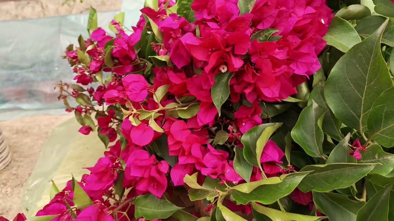 Арап атиргули, Бугенвиля