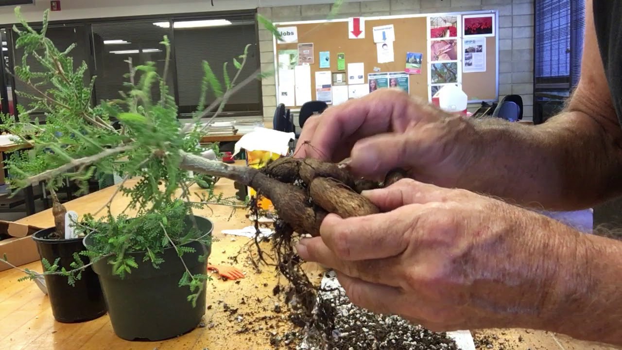 Root cuttings Operculicarya