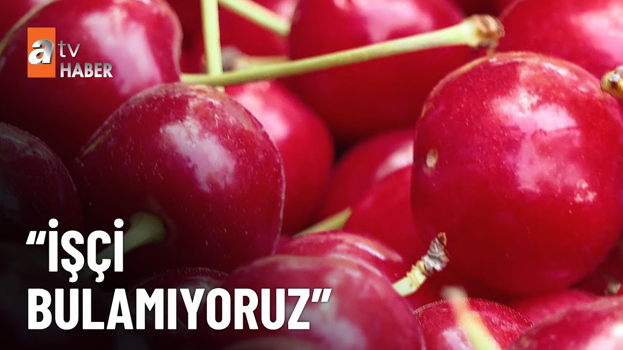 Kiraz toplayacak işçi yok - atv Ana Haber 11 Haziran 2024