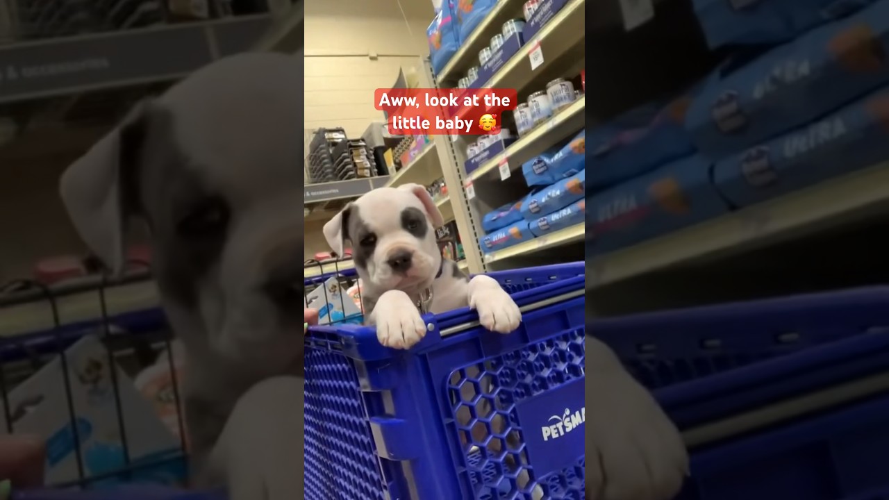 They grow up so fast 🥹 #petsmart #pitbull #dogshorts #puppylife via IG gusthegoose21