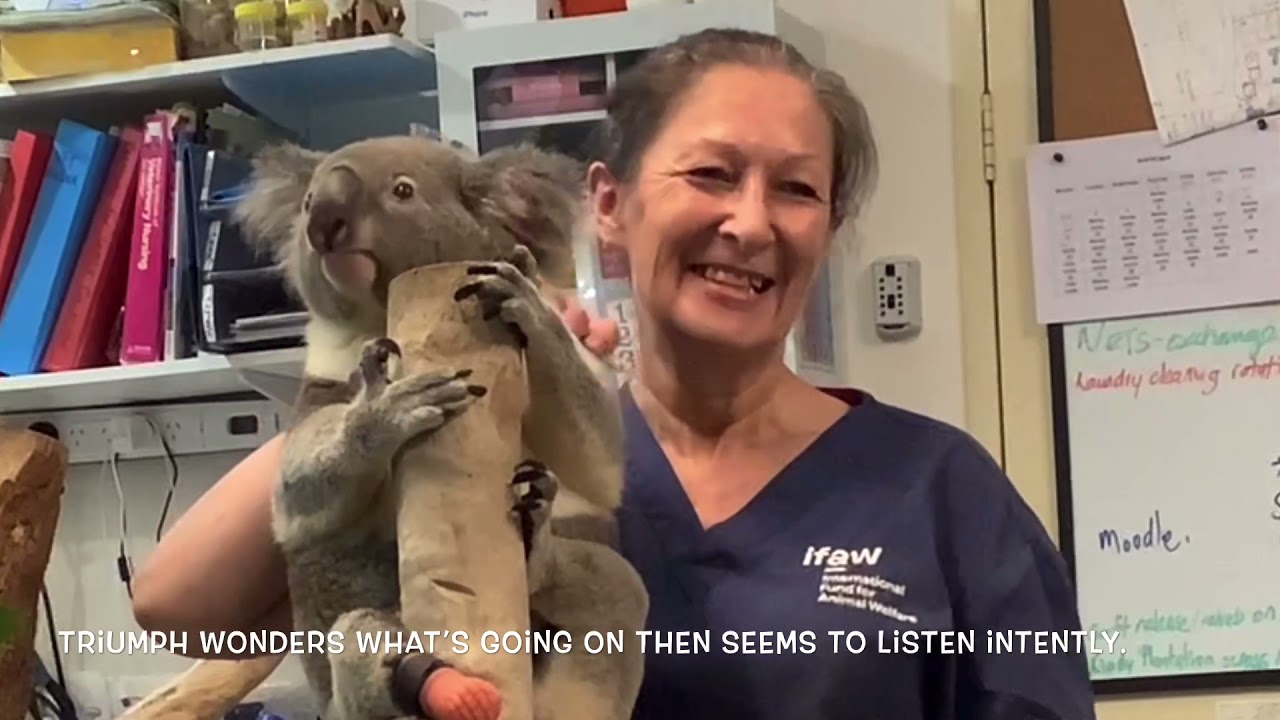 Triumph the Koala edition 3