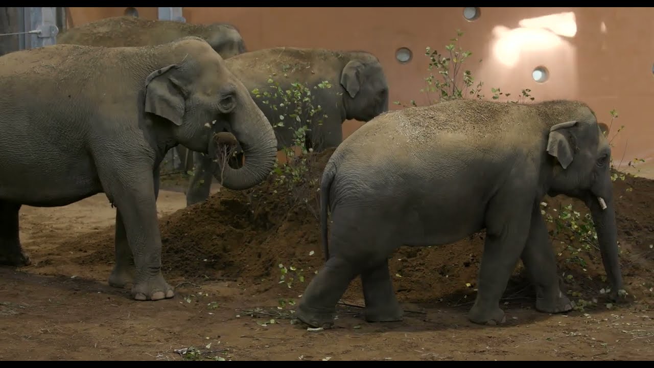 Cincinnati Zoo's Head Veterinarian Talks about Elephant Care