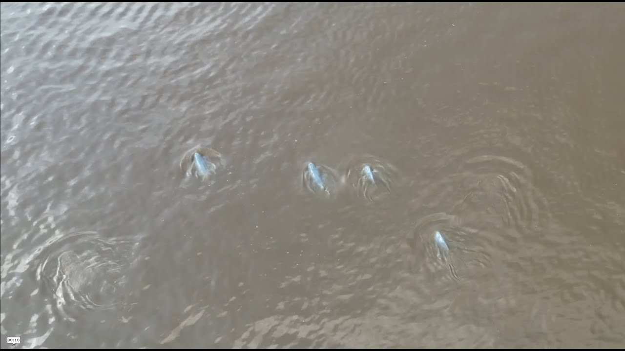 On a mission to save the last Mahakam River Dolphins