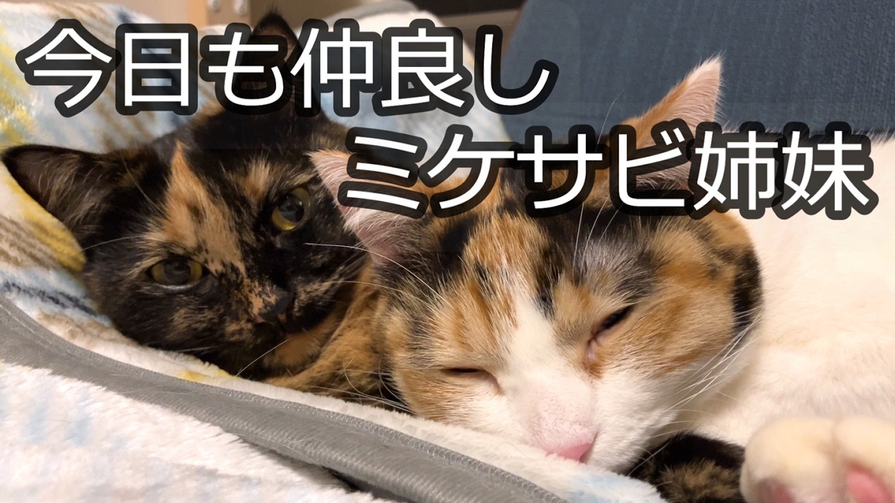 今日もくっついて　仲良しミケサビ姉妹【あんまり無理しないvlog】