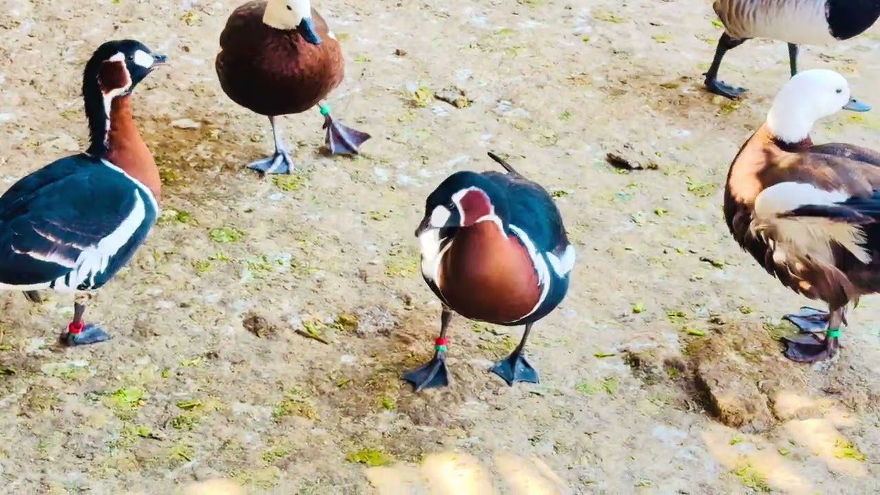 Red-breasted goose family 