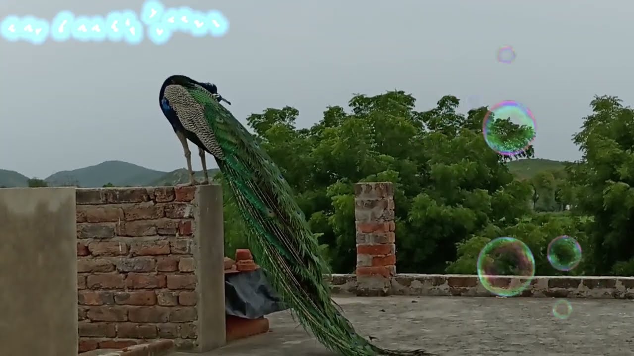 मोर कैसे नाचता है||TEJ MEENA VLOGS||#delyvlog #popatvlogs#trendingvlogs #newvlog