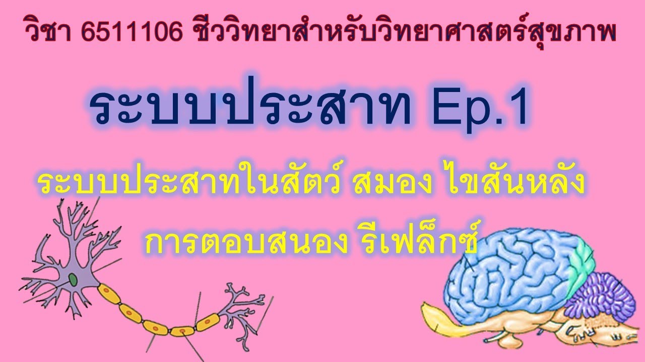 ระบบประสาทและอวัยวะรับความรู้สึก ตอนที่ 1 ระบบประสาทของสัตว์ ส่วนประกอบของระบบประสาท รีเฟล็กซ์