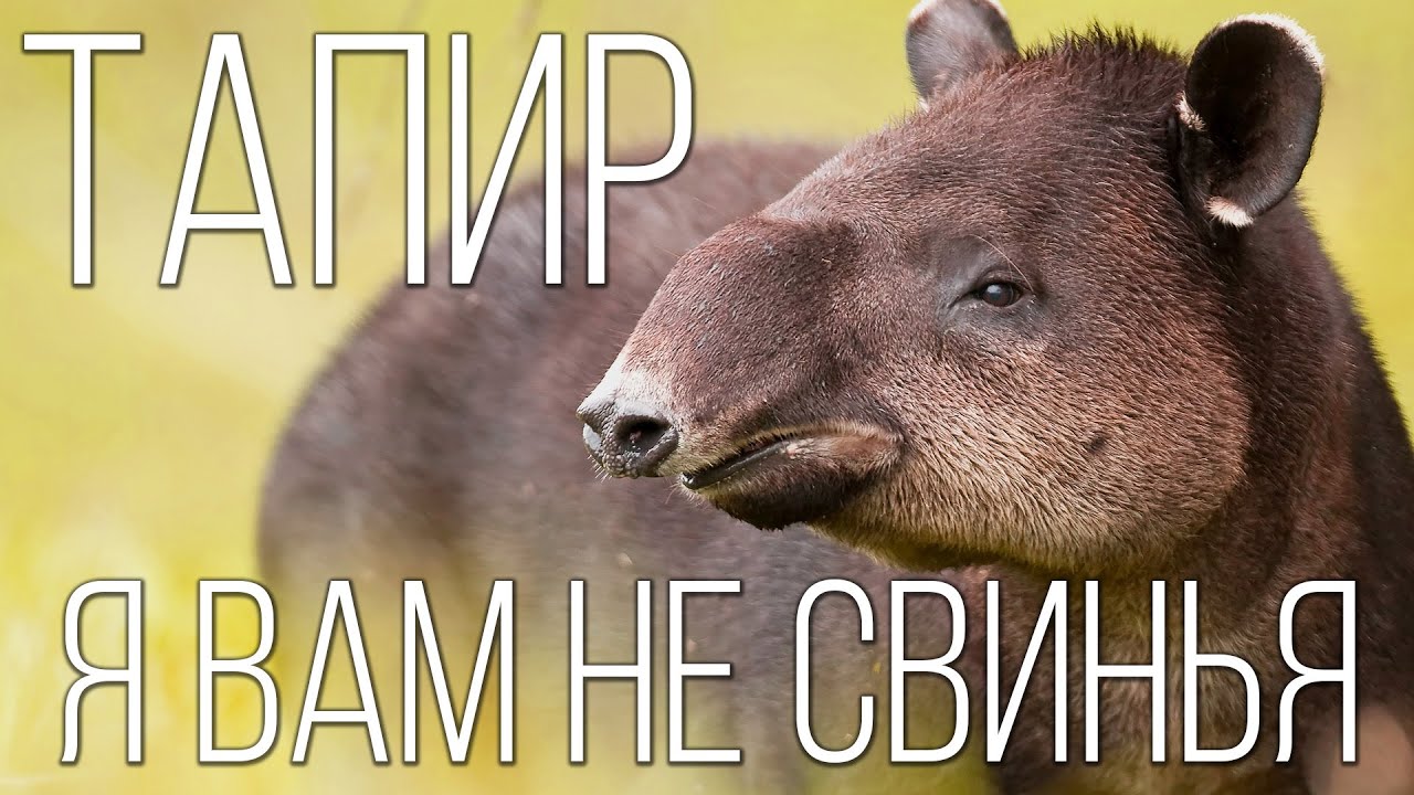 Тапир: Смешное Животное | Интересные факты про тапиров