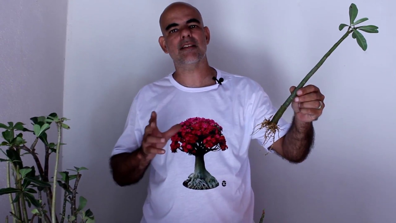 Como enraizar ESTACA (GALHOS) de Rosa do Deserto na areia