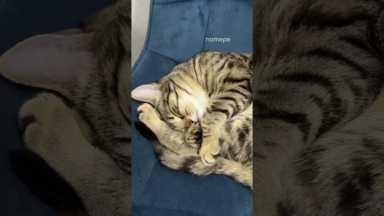 не повторяйте моих ошибок ватными палочками нельзя чистить уши домашним питомцам