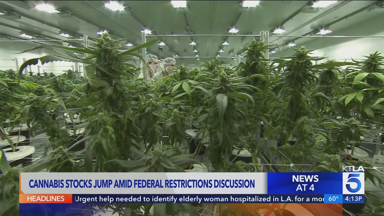 Cannabis shares skyrocket on declassification report