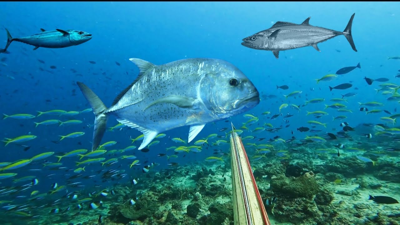 MENYELAM BERBURU IKAN BESAR DI DAERAH PULAU NARU