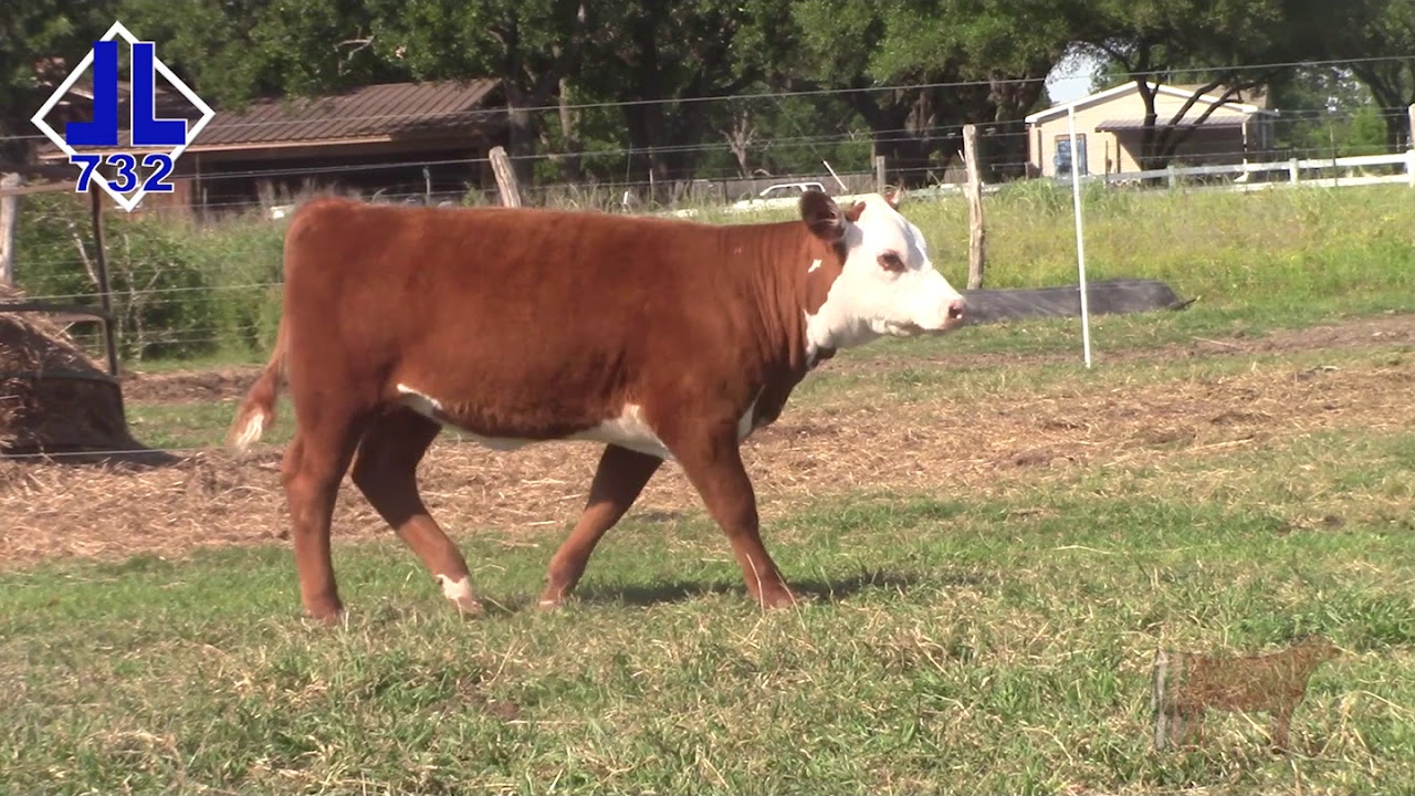 Lot 13 - DBLL JR 5182 CUPCAKE 732 ET