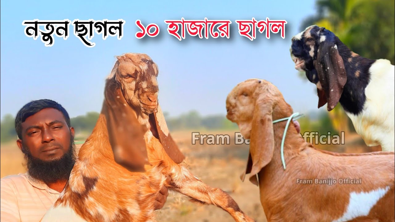 তোতাপুরি,বিটল ও হারিয়ানা পাঠা/পাঠি ও খাসি এর নতুন কালেকশন। #frambanijjoofficial @frambanijjobd 