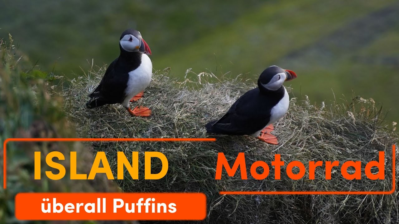 Island kreuz und quer mit dem Motorrad Fjaðrárgljúfur , Laki , Reynisfjara und Papageientauscher