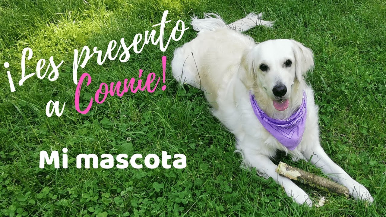 Les presento a Connie mi mascota