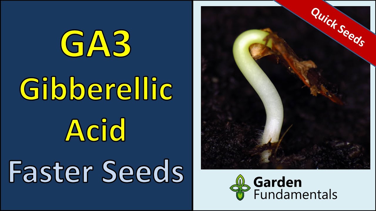 Gibberellic Acid - GA3 - Germinate Seeds Faster - How and When