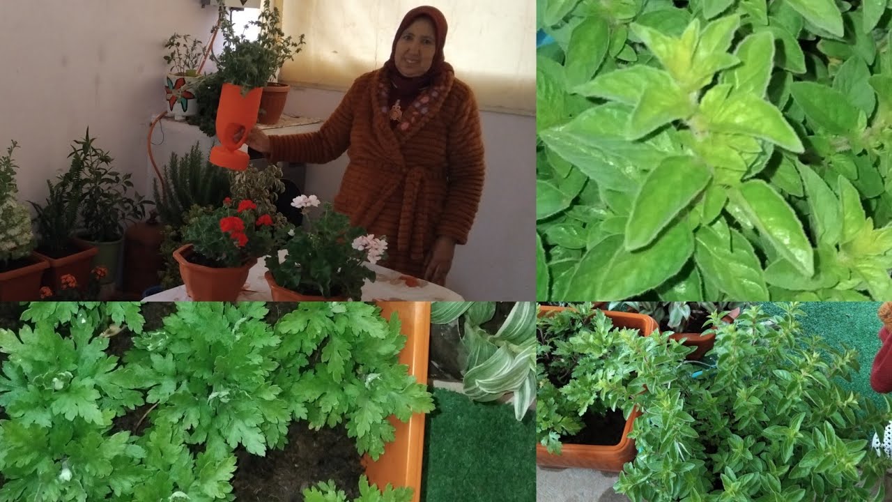 غرس الزعتر من الأغصان شريه من السوق و غرسوه بطريقة سهلة مع أمي إيطو  و معلومات على الأقحوان