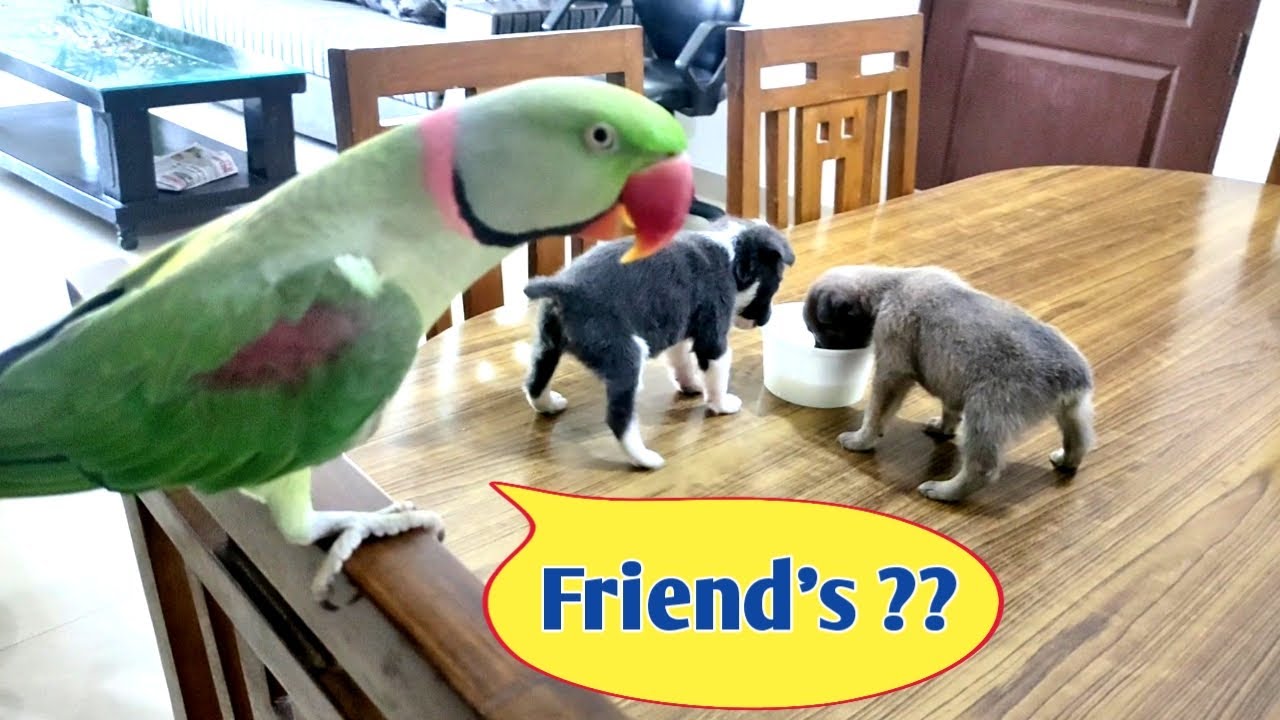 Cute Dogs Kya Banege Parrot pablo ke Friends ???😂