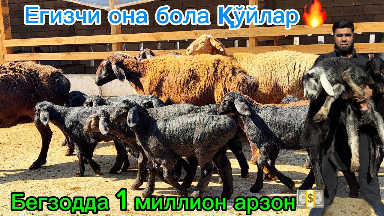 Егизчи она бола қўйлар🔥йирик бўғоз қўйлар Бегзодбек фермаси