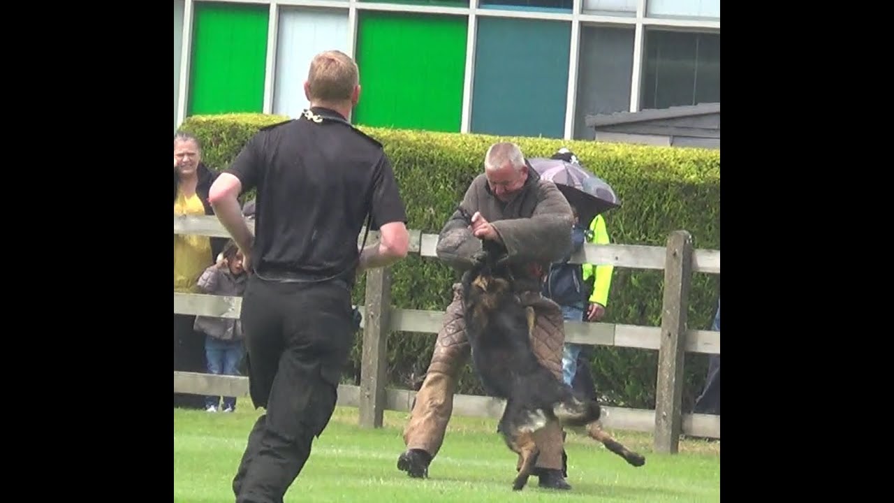 West Midlands Police Attack Dog Demonstration Part - Tally Ho Funday 2014