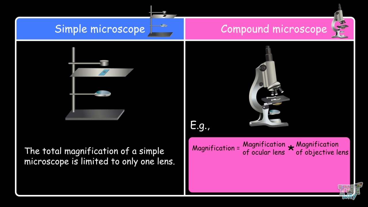 Simple vs Compound microscope | UNIT- MICROSCOPE(PART-3) | Grade -7,8 |TutWay|