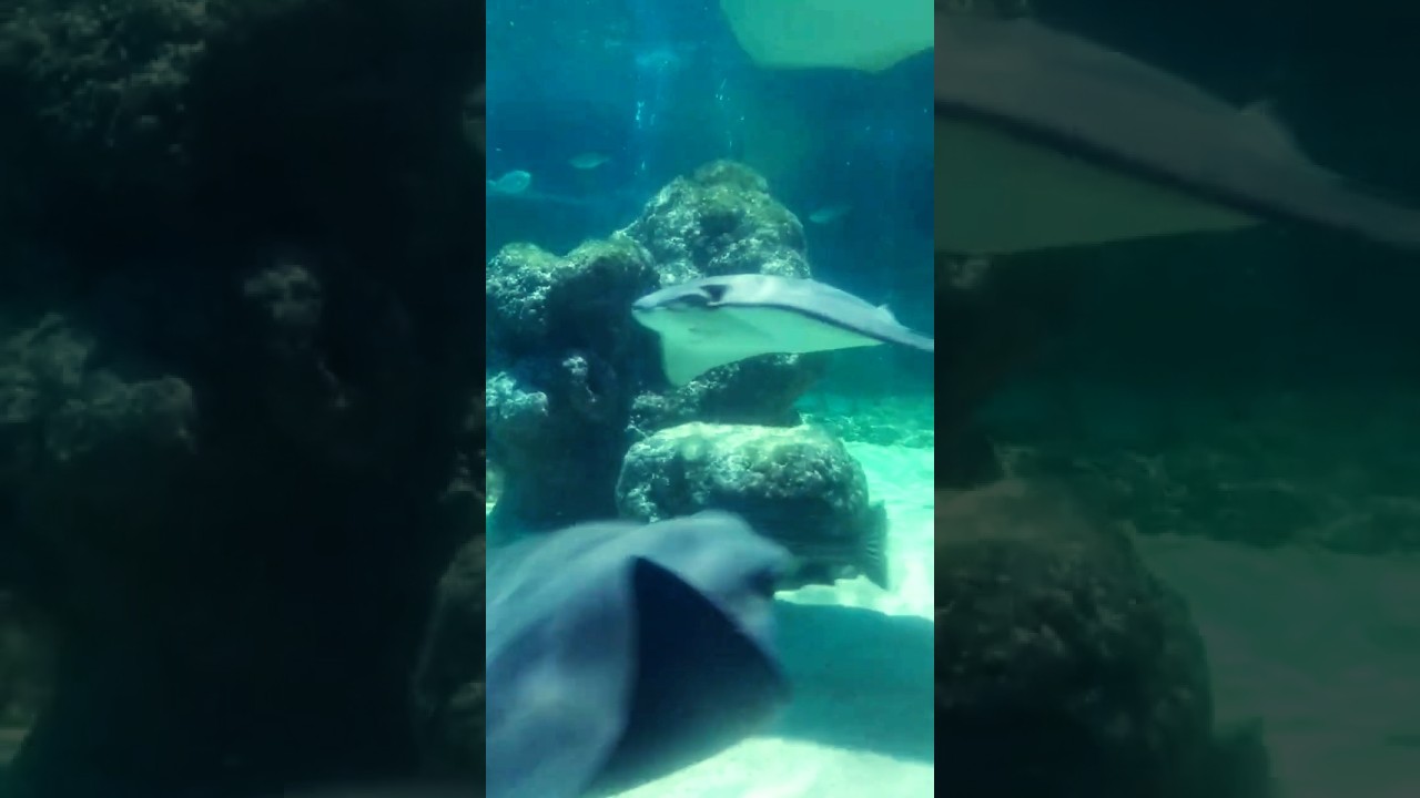STINGRAY! SEALIFE 