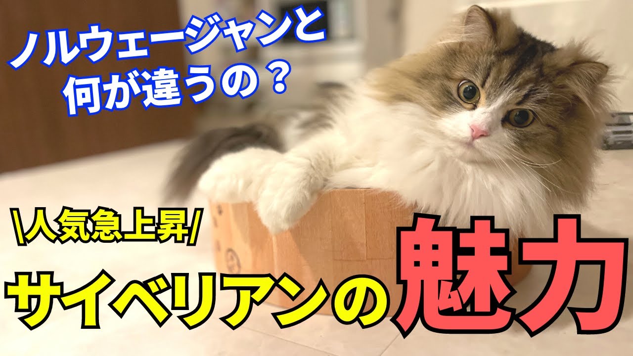 【シベリアの森に暮らす猫】サイベリアンを実際に飼ってみて分かったこと＆その魅力とは？ノルウェージャンとの比較についても解説！