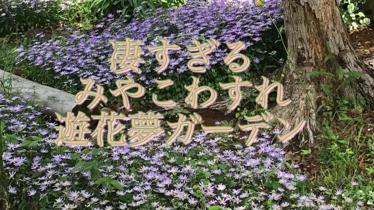 癒しの音楽/サルビアの花/in遊花夢ガーデン/伊勢志摩/cover/カラオケ/もとまろ