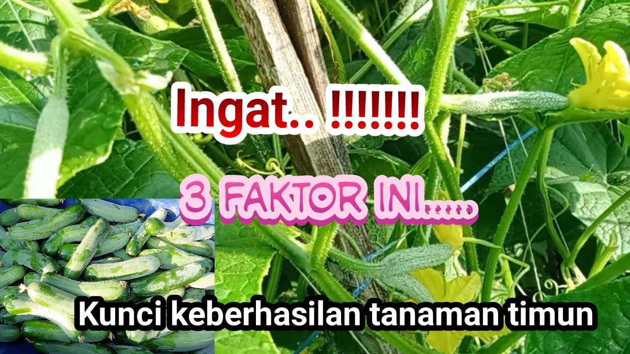 3 faktor ini kunci keberhasilan tanaman timun