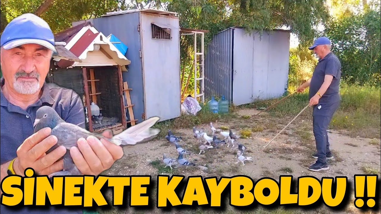 SEN NAPTIN ÖYLE !! YENİ BAŞLAYAN YANAR DÖNER !! #oyunkuşu #taklacıgüvercin #mardinoyunkuşu #güvercin
